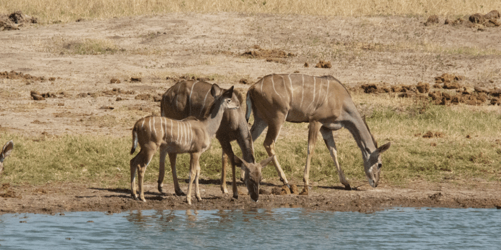 Kudu's aan de waterkant tijdens safari in Hwange National Park, Zimbabwe