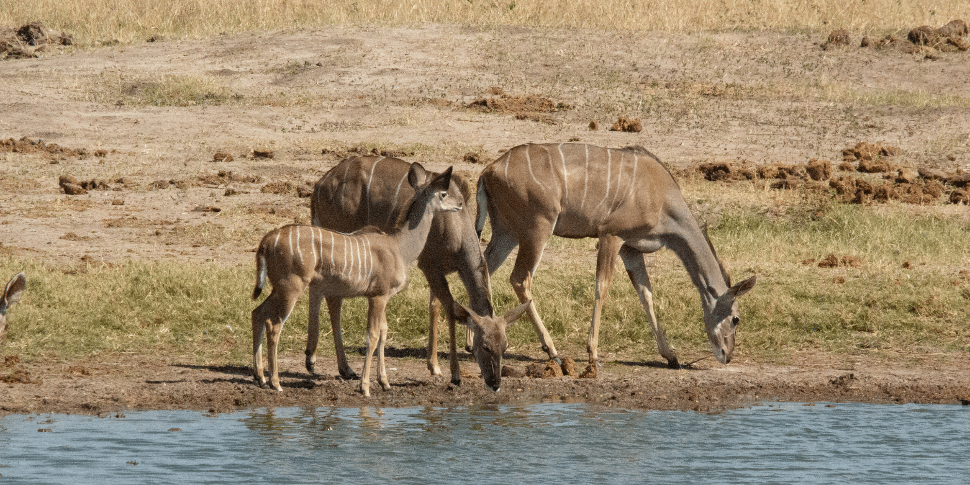 Kudu's aan de waterkant tijdens safari in Hwange National Park, Zimbabwe