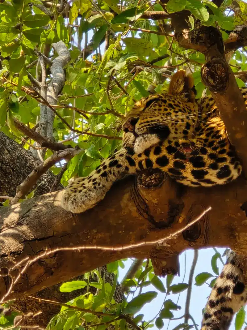 Luipaard op een tak van een boom tijdens game drive in Nsefu sector van South Luangwa National Park in Zambia
