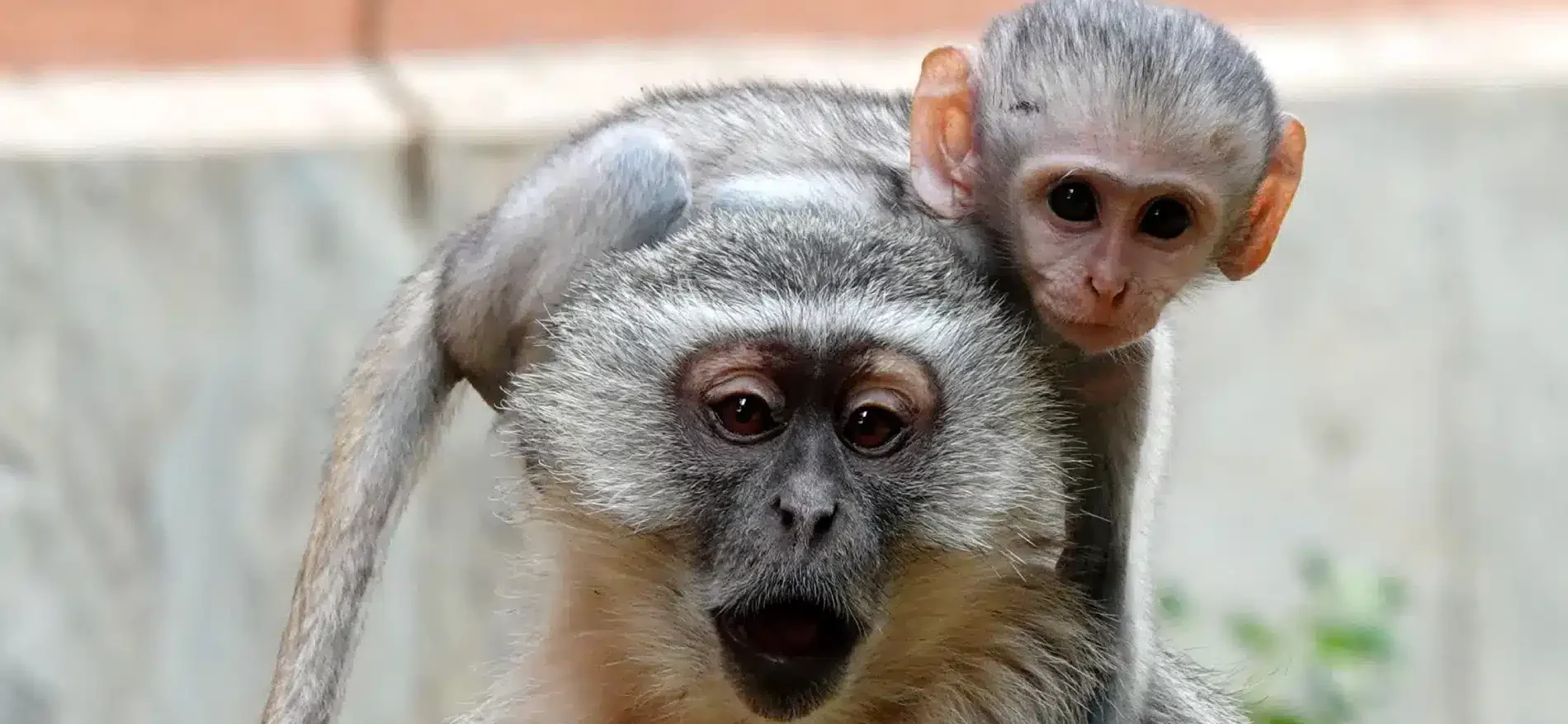 Baviaan met kleintje op haar nek in South Luangwa National Park Zambia