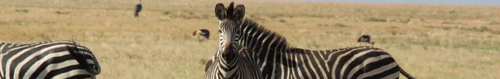 Zebra's op Liuwa Plain Zambia